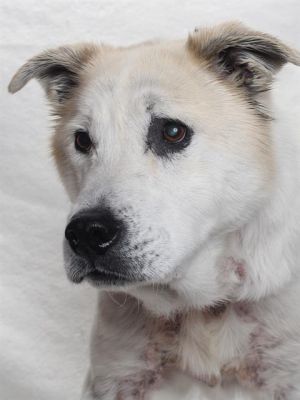 BRUCE *, Adult Male unknown