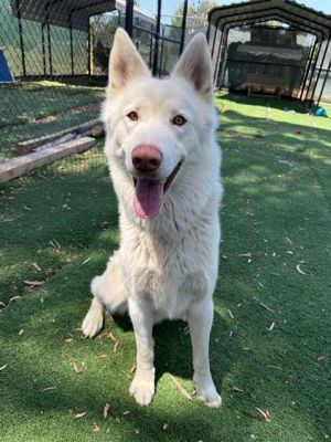 *KILO*, Adult Male unknown