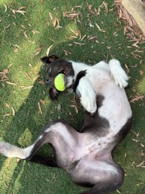 MAX, Adult Male unknown