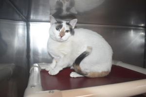 ALLIE, Adult Female unknown