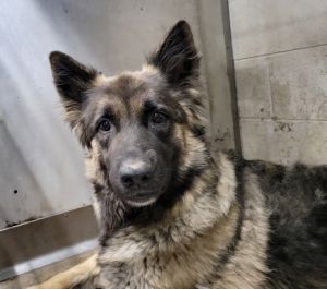 MIA, Adult Female unknown