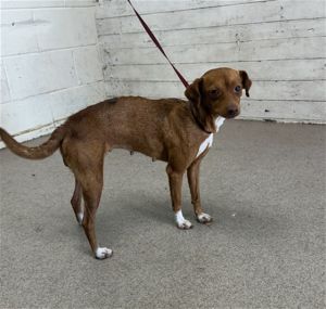 CHOLE, Adult Female unknown
