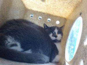 SITKA, Senior Female unknown