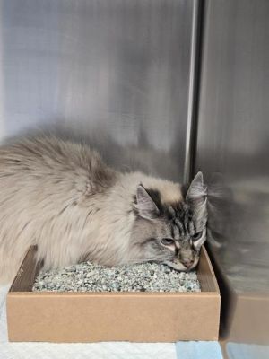 FOXY, Senior Female unknown