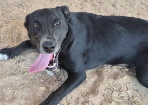 RACO, Young Female unknown