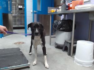 DAISY, Adult Female unknown
