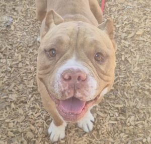 TUCKER, Adult Male unknown