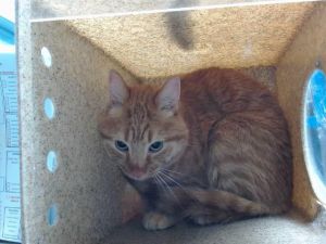 DREAMSICLE, Adult Male unknown