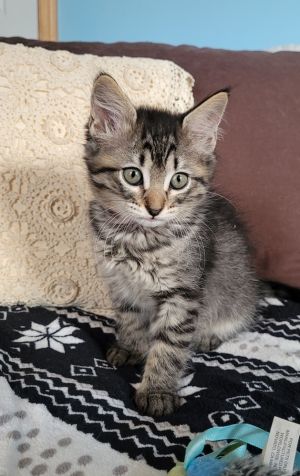 Marilla, Baby Female unknown