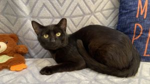 Black Jack, Adult Male unknown