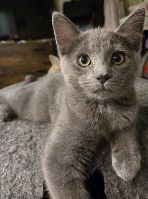 Penelope, Baby Female unknown