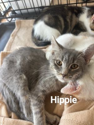 Hippie, Baby Male unknown