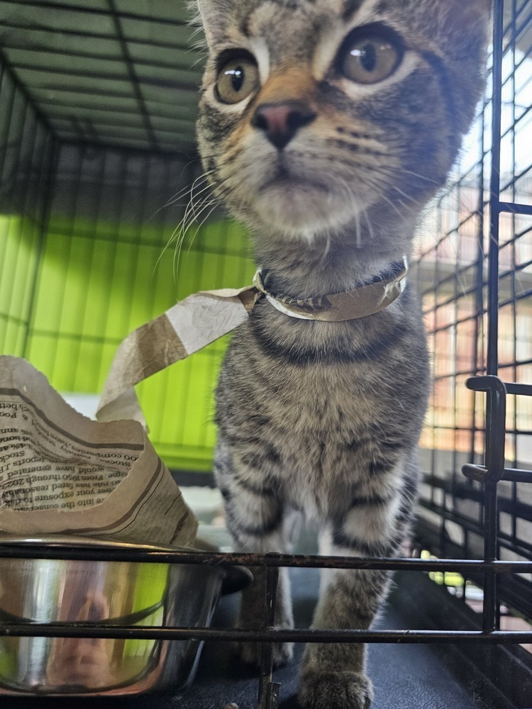 Nala