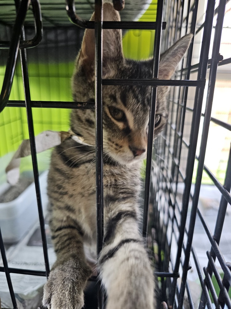 Nala