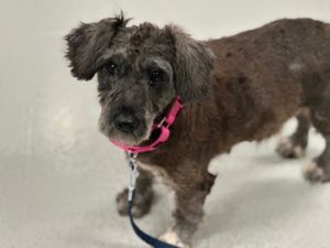 Mary Kate Mixed Breed Dog