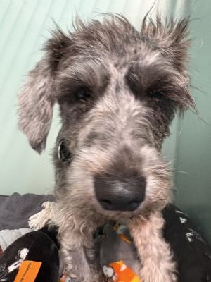 Ashley Mixed Breed Dog