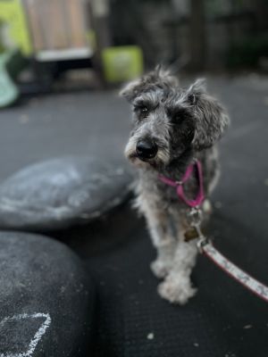 Meet Ashley A 5-year-old 12lb little girl who recently entered foster care with Every Last One Res