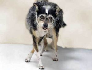 Jolly, Senior Female unknown