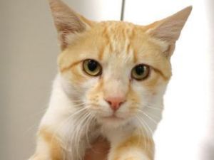786451, Adult Male unknown