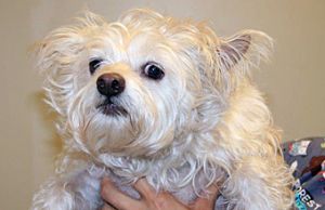 Poppy, Senior Female unknown