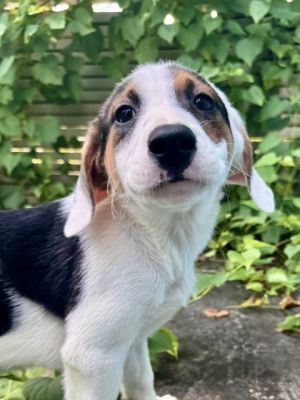 Hi Im Barklemore a puppy with a heart full of love Every day I watch as people come and go