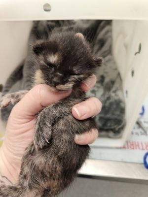 Buttercup Domestic Short Hair Cat