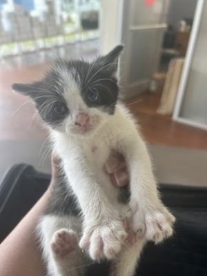 Google Domestic Short Hair Cat