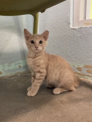 Molly Domestic Short Hair Cat