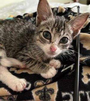 Giovanni Domestic Short Hair Cat