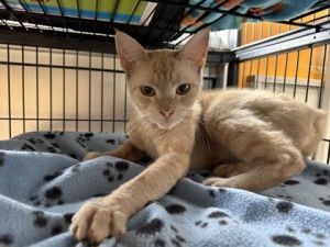 Dobby Domestic Short Hair Cat