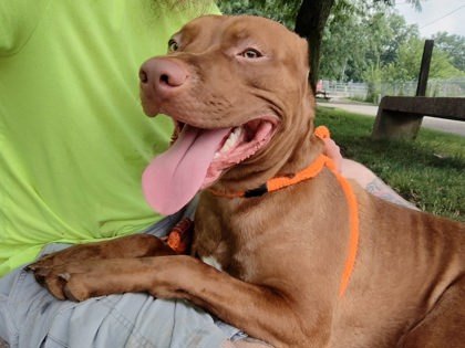 Bongo