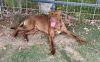 Bongo photo 2