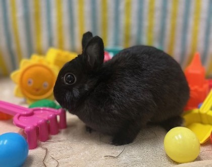 Rosie