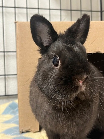 Rosie