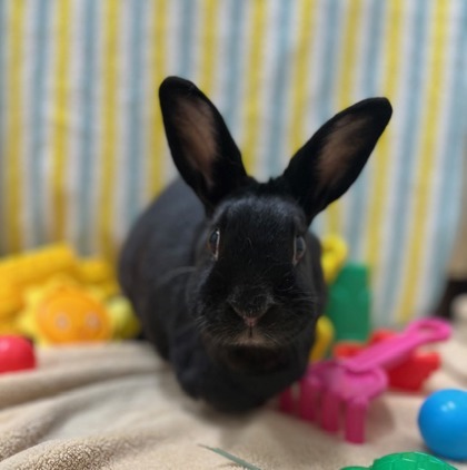 Harvey