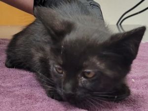 Toothless, Baby Male unknown