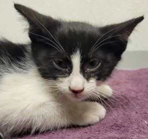 Oreo, Baby Male unknown
