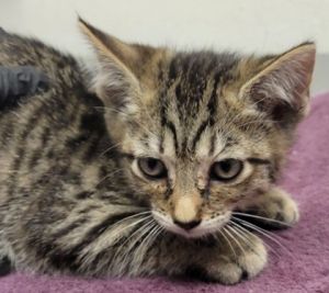 Whiskers, Baby Female unknown