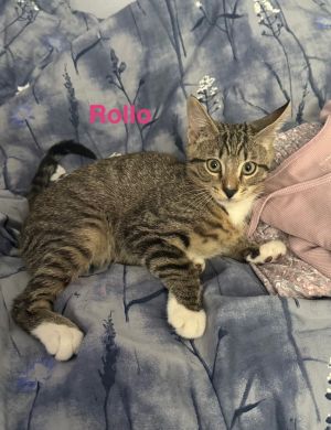 Rollo, Baby Male unknown