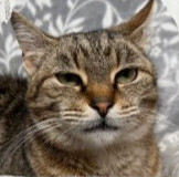 Bobbie Jo, Adult Female unknown