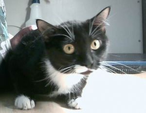 Violet, Adult Female unknown