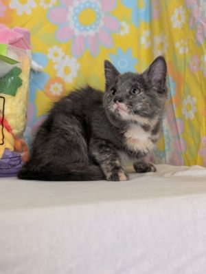 Paprika, Baby Female unknown