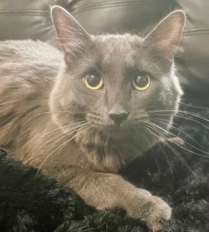 Say hello to Shadow  a stunningly beautiful young cat with an abundant and gentle heart Shadow is 