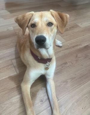 Say Hello to Chloe  At just 11 months old Chloe is the kind of dog who turns heads--and hearts