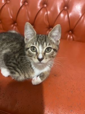 Say hello to Paisley--one of four spirited siblings alongside Tumbleweed Dusty and Cowboy each ca