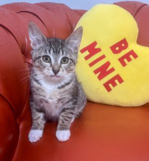 Say hello to Dusty--one of four spirited siblings alongside Paisley Tumbleweed and Cowboy each ca
