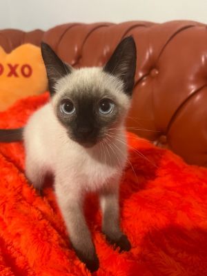 Say hello to Cowboy --one of four spirited siblings alongside Paisley Dusty and Tumbleweed each c