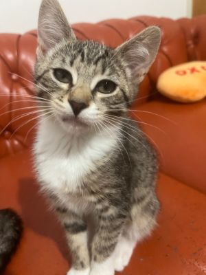 Say hello to Tumbleweed--one of four spirited siblings alongside Paisley Dusty and Cowboy each ca