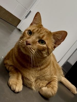 Momo, Adult Male unknown