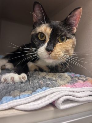 Cali, Senior Female unknown